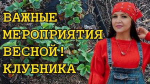 💨✅ «Готовим клубнику к новому сезону правильно»