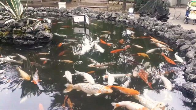 Батуми аквариум смотреть онлайн