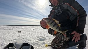 Окунёвый рай. подводные съёмки поклёвок.