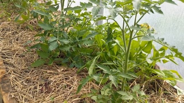 Зеленое органическое удобрение. Дешевый и эффективный способ подкормить растения