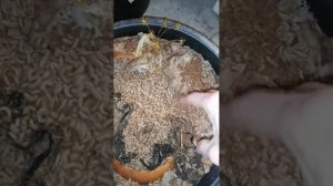 Личинки чёрной львинки.