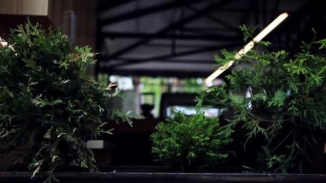 Семейный Лес&Лис смотреть онлайн