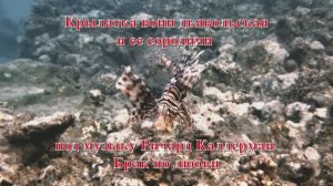 25. Крылатка воин дьявольская и ее сородичи под музыку Ричард Калдерман Брак по любви