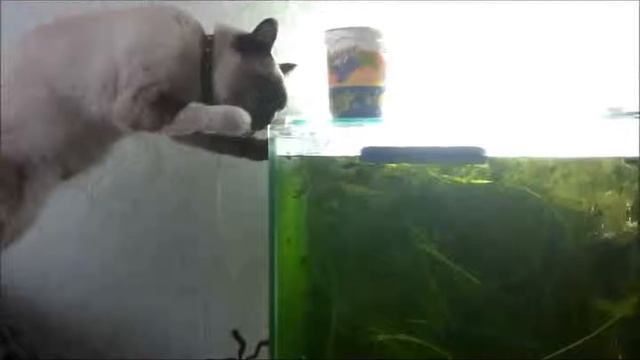 Бухала смотреть онлайн