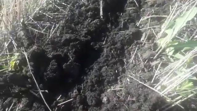 13.05.2020. NO-TILL посев сорго KINZE 2000 смотреть онлайн