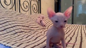котята сфинкс