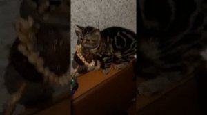 Лолита Пошлю его