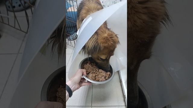 Дартоньян продолжает лечение