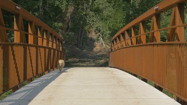 Пес сидел на перроне и ждал. Он не мог поверить, что хозяин его предал!! смотреть онлайн