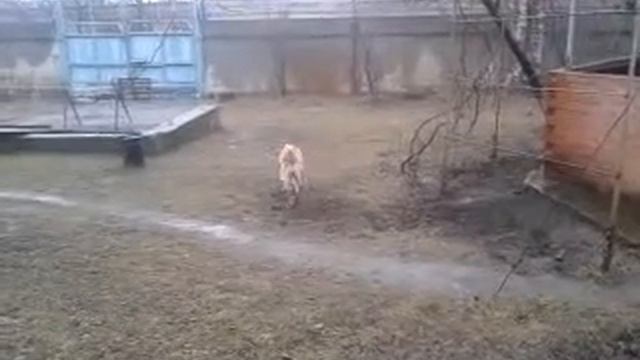 Собака за хвостом гоняка!!!)))) смотреть онлайн