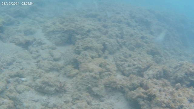 Гаваи США о.Ханалулу. Морской риф. смотреть онлайн