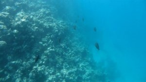 Риф отеля Клеопатра, Макади Бэй