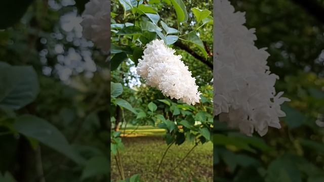 3 дня в Десне Подмосковье смотреть онлайн