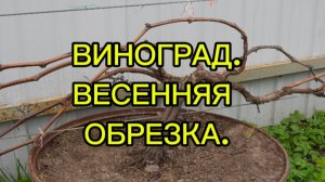 ВИНОГРАД. ВЕСЕННЯЯ ОБРЕЗКА.