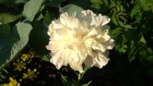 Пион  Саммер Глоу-  (Summer Glow )    Холлингсворт1992 г