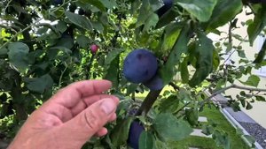 Вальхалла.Регенсбург.Проведал внуков.Откуда у меня столько отпуска.