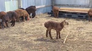 ягнята 2025 года