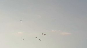 Полёт молодых голубей