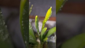 Выращивание Нарцисса в домашних условиях.