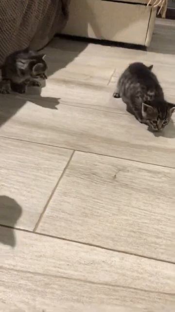 В КАКОМ НАСТРОЕНИИ ВАША КОШКА???? #happycat #alisa #matroskin #алиса #матрос смотреть онлайн