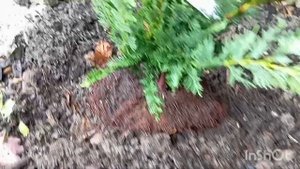 Кипарисовик Висселс Сагуаро!Можжевельник "Грей Оул"Обязательно проверяйте хвойные перед посадкой!!!