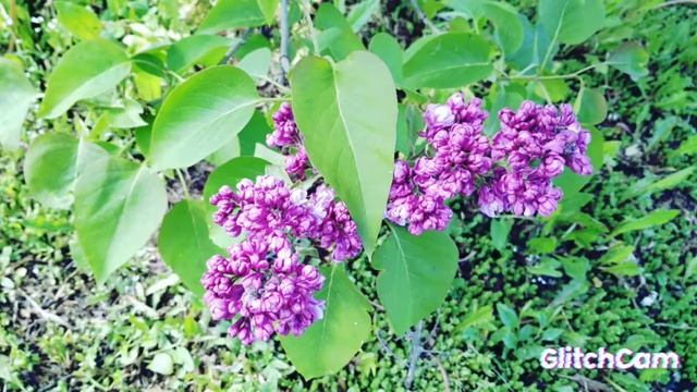 Syringa L. biytifal flowers 🌼🌼🌼🌼🌼🌼🌼 Сирень прекрасные бутоны смотреть онлайн
