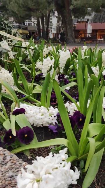 Гиацинты на набережной в Геленджике, апрель 2021 смотреть онлайн