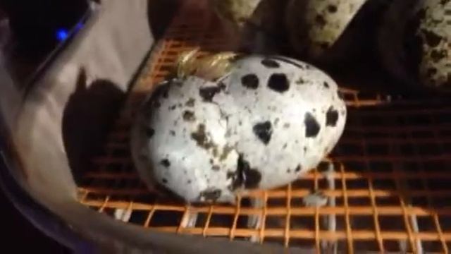 Рождение новой жизни смотреть онлайн