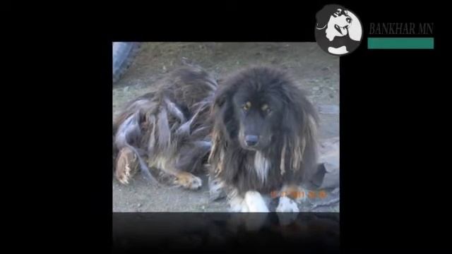 Mongolian dog Bankhar / монгол хоточ нохой Банхар / смотреть онлайн