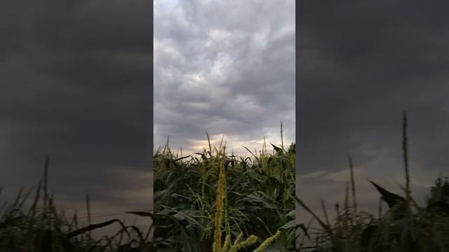 Підживлення солодкої кукурудзи смотреть онлайн