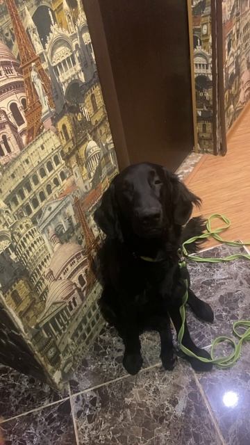 Когда очень хочется гулять. #shorts #рекомендации #ретривер #флэт #гулять смотреть онлайн