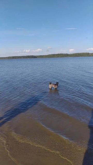 жара. пляж Шексна. смотреть онлайн