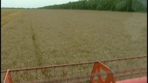 Миллион тонн Кубанского риса