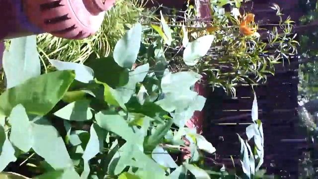 Пхукет. Отель Seapines Villa Liberg смотреть онлайн