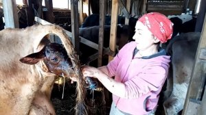 Из истории: кадры отёла коровы. Наша Принцесса отелилась!!!Отел джерси