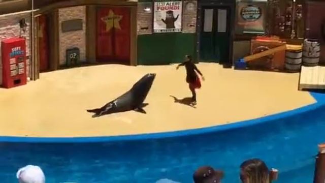 SeaWorld sea lion tango смотреть онлайн