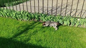 Породистые щенки курцхаара 05.03.2025