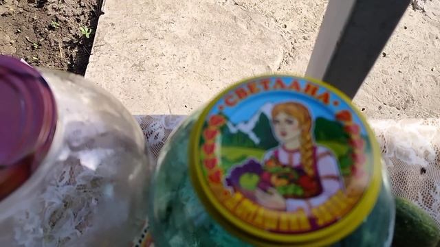 Жизнь станичная. Лук, сливы, хозяйство. Так и живём. #жизньснуля