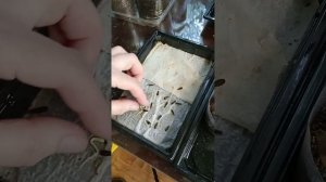 ПОСАДКА СЕЯНЦЕВ ИЗ ЗАМОЧЕННЫХ СЕМЯН
