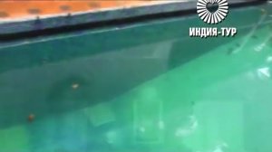 Траванкор.mp4