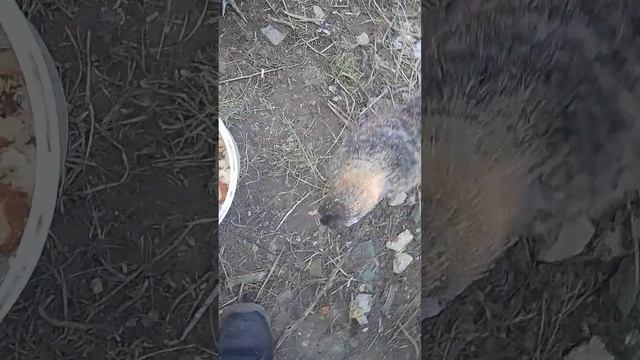 Китайские шелковые куры зимой смотреть онлайн