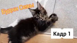 Мейн-кун Сева играется.#cat#мейнкун #котик #животные