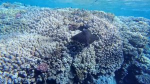 Шарм-эль- Шейх, риф от пантона Pickalbatros Palace Resort до Sunrise Remal Beach Resort.