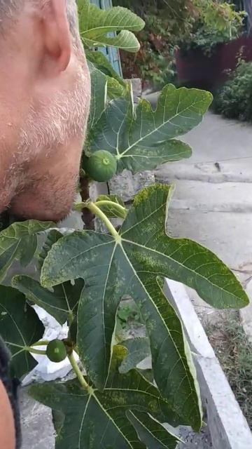 Агой 2019 август смотреть онлайн