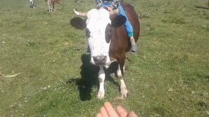 Верхи на корові