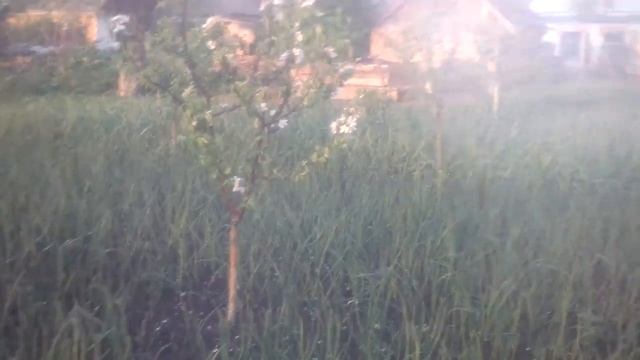 Вирощування Озимого Лука і Часника смотреть онлайн