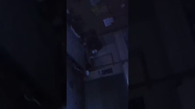 Ищу кота в районе отеля Париж. Без мяуканий уже. Не нашла кота. 04.11.2021 смотреть онлайн