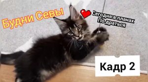 Котенок мейн-кун Сева дерётся.