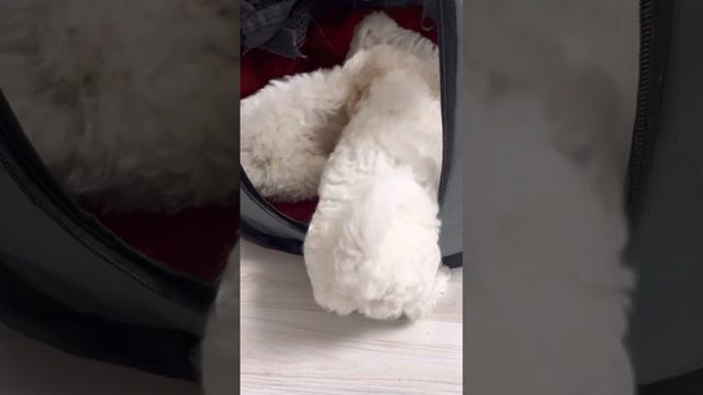 ♥️Любимки смотреть онлайн