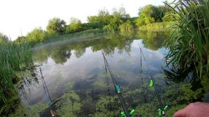 Утренняя рыбалка на пруду